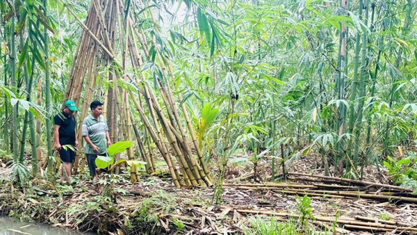 Việt Nam sắp có quỹ phát triển ngành tre đầu tiên: Vì một nền kinh tế xanh