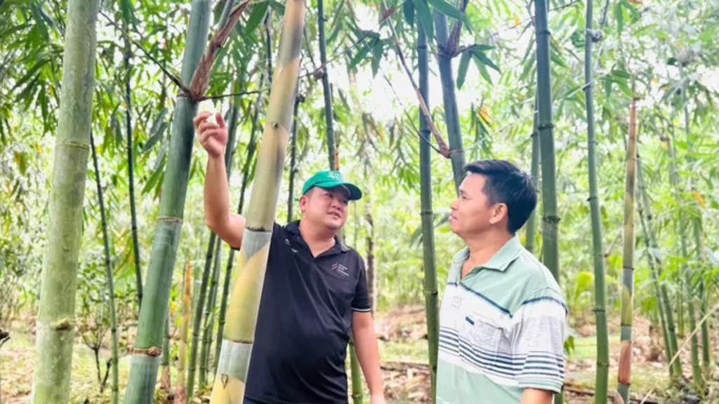 Thúc đẩy phát triển kinh tế xanh từ cây tre