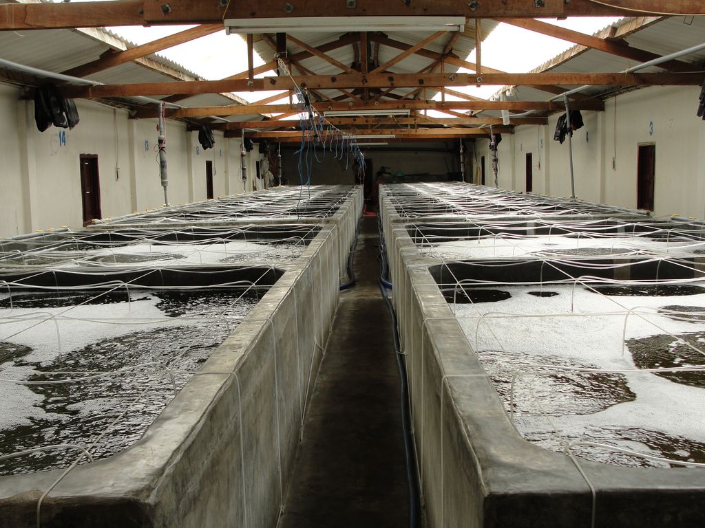 Để giữ vững thương hiệu tôm giống Bình Thuận