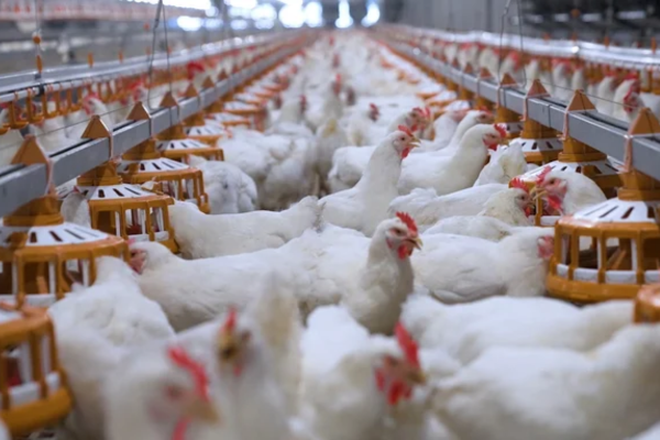 CPV Food Bình Phước hướng tới bếp ăn thế giới