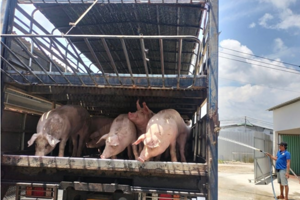 Hình mẫu về ứng dụng khoa học công nghệ trong chăn nuôi ở miền Tây