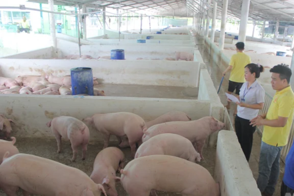 Cắt cầu dịch bệnh qua Trạm trung chuyển heo thịt