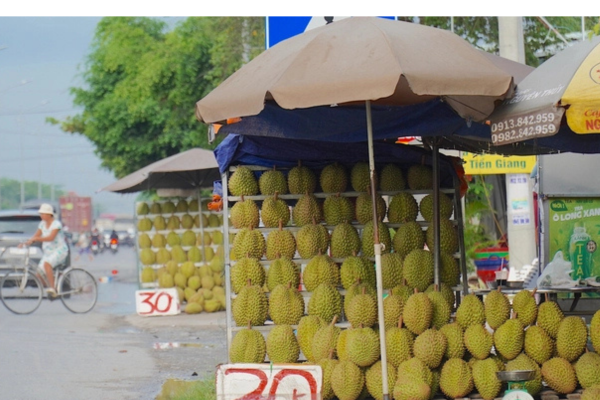Sầu riêng miền Tây bán lề đường chỉ 30.000 đồng/kg