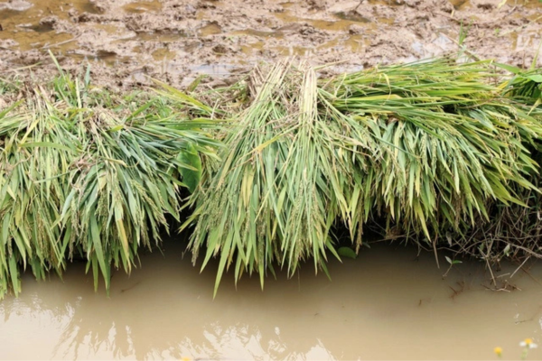 Lúa không kết hạt, nhiều hộ nông dân trắng tay vụ xuân