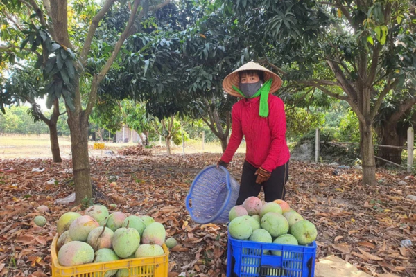 Trái cây, nông sản rớt giá mạnh