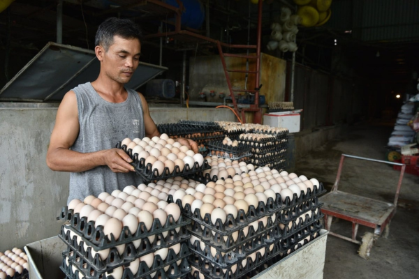 Mỗi ngày thủ phủ trứng Liên Châu mất tiền tỷ vì tin đồn 'trứng giả'