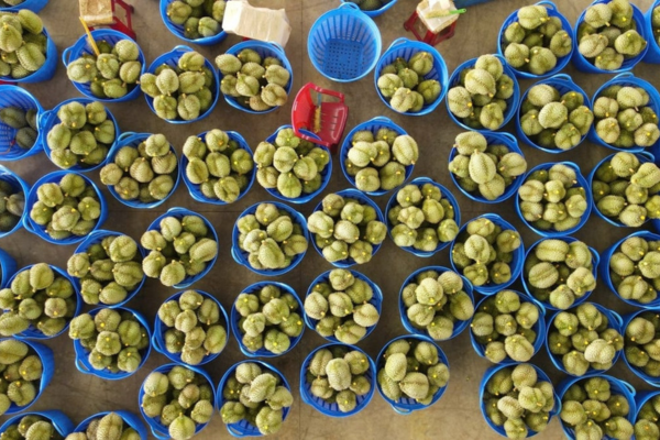 Thêm 829 mã vùng trồng, 131 mã đóng gói sầu riêng được Trung Quốc chấp thuận