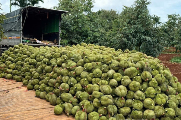 Sầu riêng xuất khẩu của Việt Nam, không còn chỗ cho ‘ăn may’