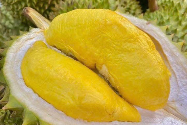 Chín biện pháp thúc đẩy xuất khẩu sầu riêng