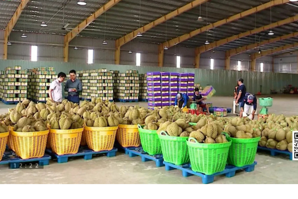 Sớm chuẩn hóa ngành sầu riêng