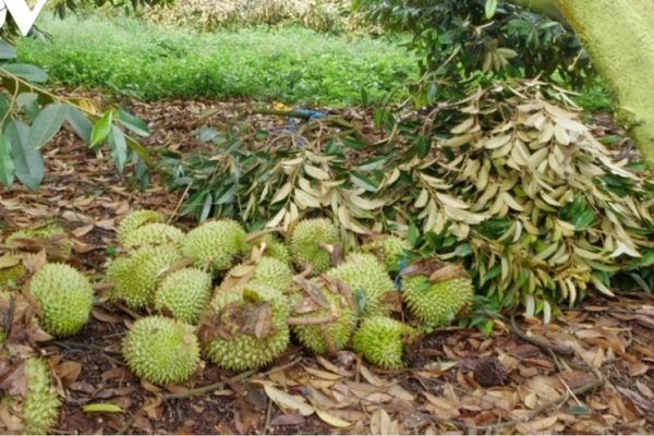 Nông dân trồng sầu riêng ở Bình Phước chồng chất nỗi lo