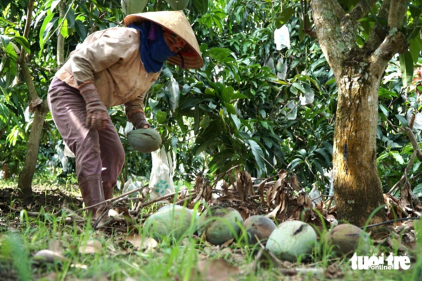 Tin nổi không, 1 ký xoài chỉ bán được 1.200 đồng!