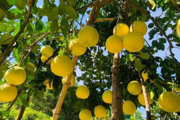 Hà Nội thúc đẩy phát triển sản phẩm nông sản sử dụng địa danh đăng ký nhãn hiệu tập thể