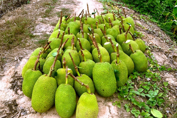 Mít Thái, ổi, xoài đồng giá 1.000 đồng/kg