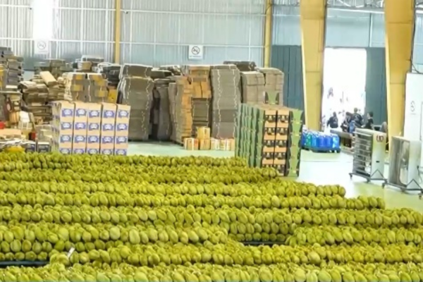 Sầu riêng rớt giá mạnh