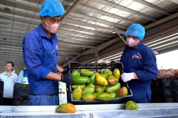 Những nút thắt cần gỡ để ngành hàng trái cây vượt thách thức