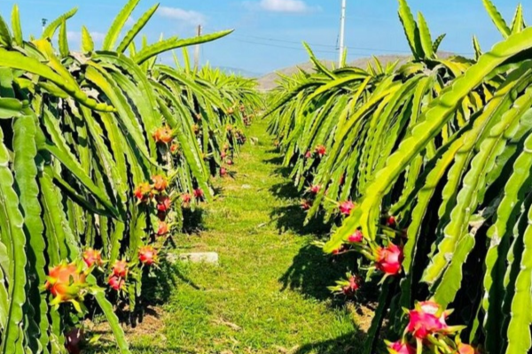 Không để thanh long 'tắc đường' sang thị trường EU