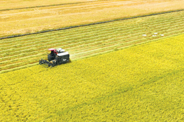 Tỉnh nào có diện tích lúa, trái cây, đàn lợn gà lớn nhất trong 34 tỉnh, thành phố vừa ra mắt hôm nay ở Việt Nam?