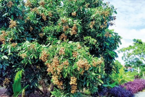 Trồng cây kiểu chạy theo phong trào, xem lại các cây hot một thời 