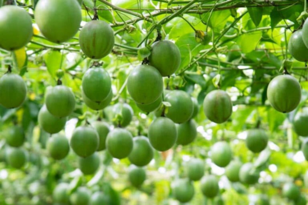 Xuất khẩu rau quả: Nhìn từ sự sụt giảm của sầu riêng