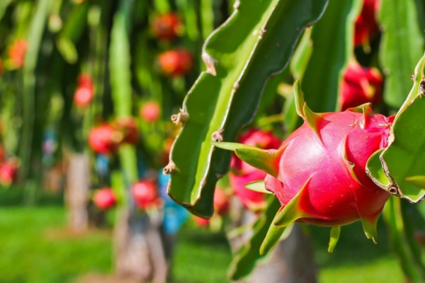 Quả thanh long ngon GlobalGAP phải bán tháo, đổ bỏ, mất tiền tỷ ở Lâm Đồng chỉ vì điều này, ngoài đồng trái đang chín rộ