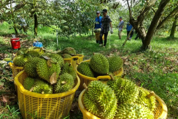 Đại phẫu 'vua' trái cây tỷ USD - : Nước mắt nông dân