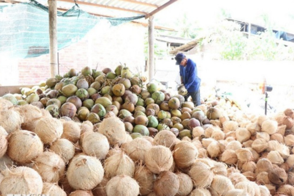 Giá dừa tươi tại Vĩnh Long giảm sâu từ 3-4 lần so với tháng trước