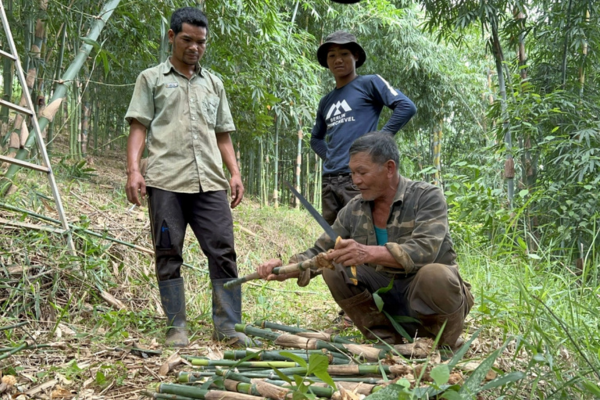 Ước vọng tre