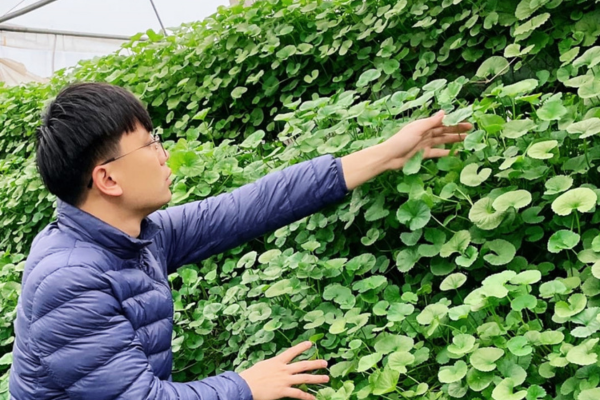 Thu nhập cao từ sản xuất nông nghiệp hữu cơ