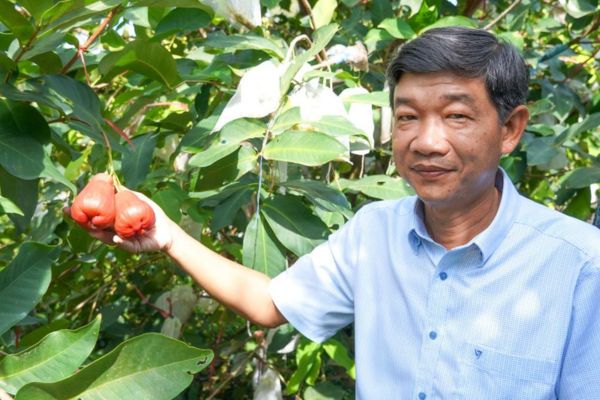 Nông dân Sóc Trăng làm giàu từ loại mận ngọt như đường