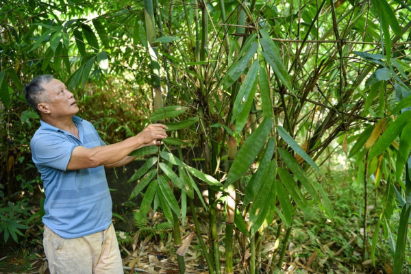 Măng Gầy chứa nhiều chất béo, hiếm có khó tìm