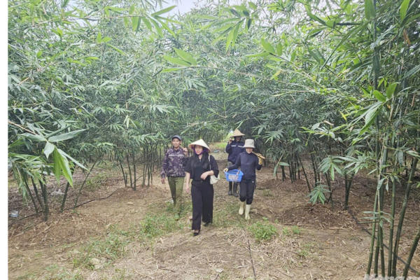 Trồng tre lục trúc hữu cơ, cây bền khỏe, măng giòn ngọt