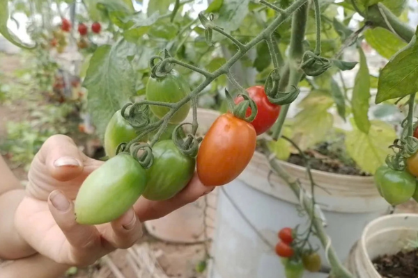 Trồng rau hữu cơ đón đầu nhu cầu của đô thị