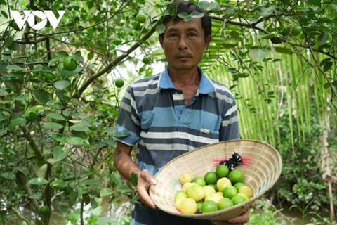 Giá chanh lao dốc, nông dân “khóc ròng” vì lỗ nặng
