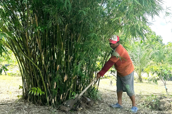 Tre, trúc không còn bị 