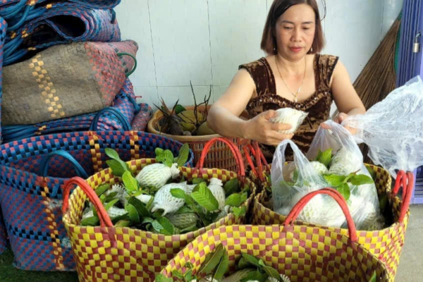 Giá ổi rớt thảm, chỉ còn từ 500 - 1.700 đồng/kg