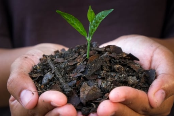 Biochar, giải pháp bảo vệ đất và sức khỏe cây trồng