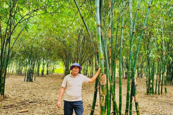 Người nông dân “mê” tre hữu cơ!
