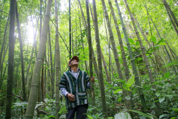 Thanh Hóa phát triển sản phẩm tre luồng thành 