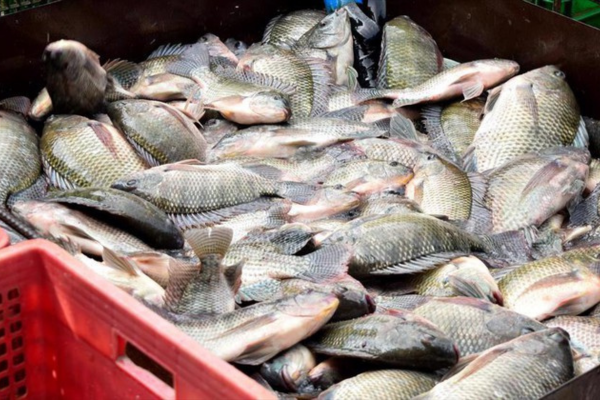 Sản xuất cá rô phi: Cơ hội và chiến lược phát triển bền vững