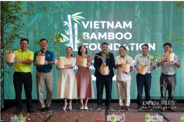 Một quỹ mới ra đời đặt cược vào cây tre, kỳ vọng biến tre thành ngành kinh tế xanh mũi nhọn