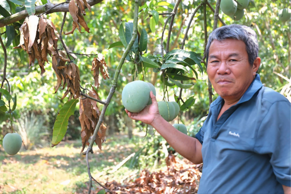 Xoài Úc chỉ còn hơn 1.000 đồng/kg, rụng đầy gốc không bán được