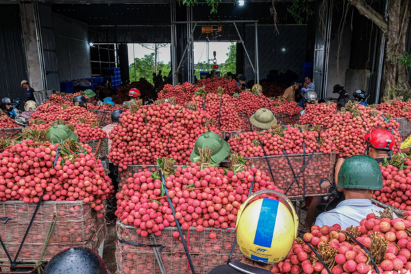 Điệp khúc vải thiều 'được mùa mất giá', nông dân gồng mình đẩy hàng