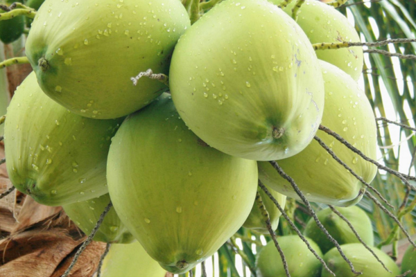 Giá dừa tăng cao, nhà máy thiếu nguyên liệu chế biến