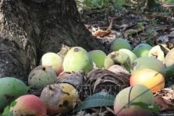 Giá xoài Úc chỉ còn… 1.000 đồng/kg