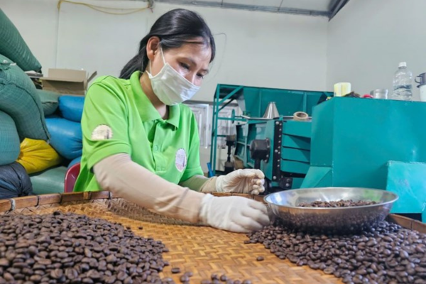 Người dân, doanh nghiệp bất ngờ khi giá cà phê lao dốc