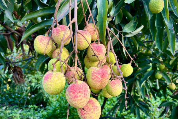 100.000 đồng/kg vải u trứng trắng Thanh Hà