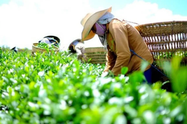 Chè tăng tốc vào thị trường Hoa Kỳ