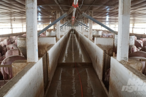 Những mẹo hay trong phòng, chống dịch bệnh: Đứng trên vai người khổng lồ