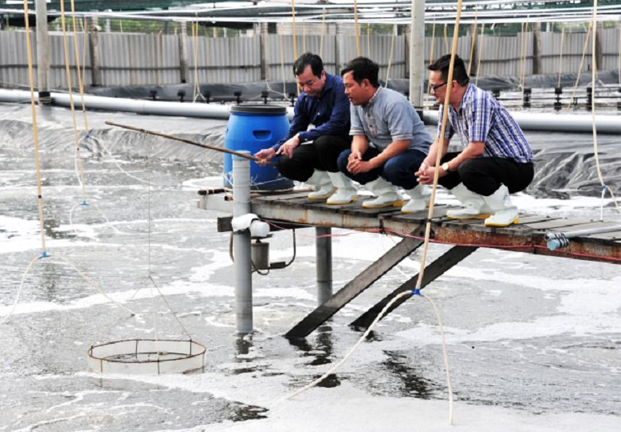 Nuôi tôm siêu thâm canh, năng suất 50 - 55 tấn/ha
